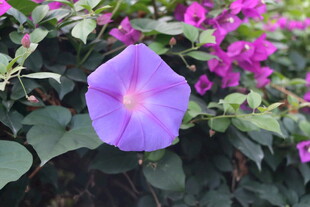 牵牛花