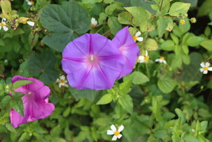 牵牛花