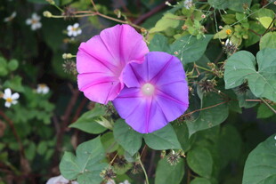 牵牛花