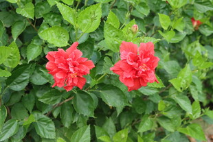 扶桑花