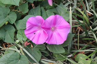 牵牛花