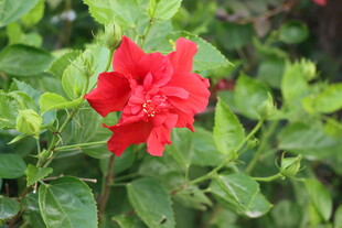 扶桑花