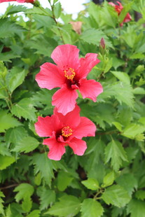 扶桑花