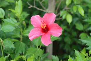 扶桑花