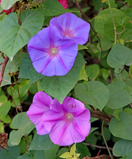 牵牛花