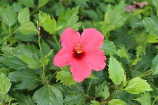 扶桑花