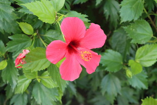 扶桑花