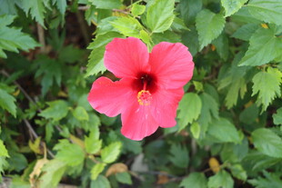 扶桑花