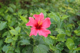 扶桑花