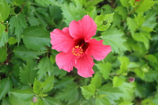 扶桑花