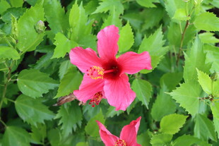 扶桑花