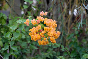 扶桑花