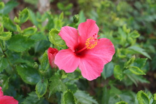 扶桑花