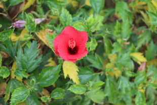 扶桑花