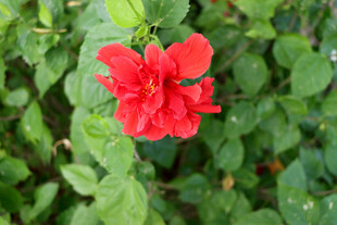 扶桑花