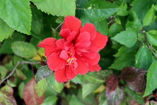 扶桑花