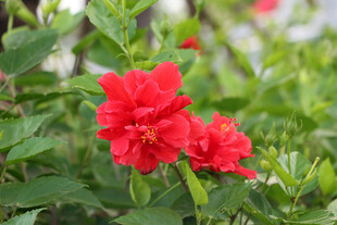 扶桑花