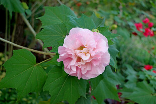 木芙蓉