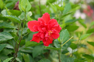 扶桑花