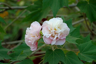 木芙蓉