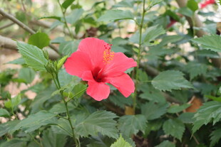 扶桑花