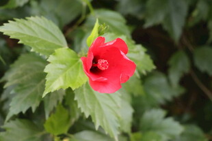 扶桑花