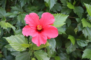 扶桑花