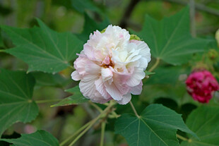 白色木芙蓉花