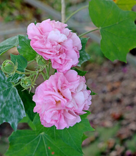 木芙蓉
