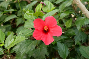 扶桑花