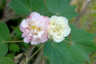 木芙蓉