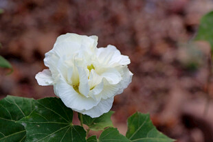 木芙蓉