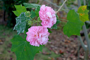 木芙蓉