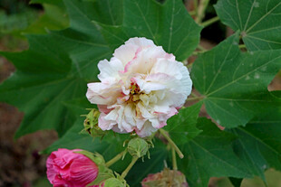 白色木芙蓉花