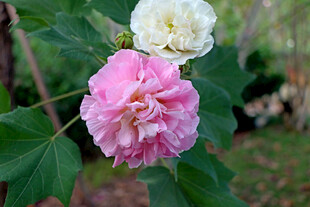 木芙蓉