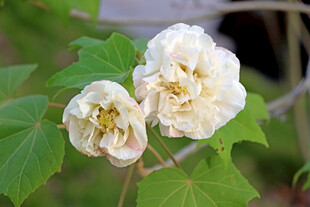 白色木芙蓉花