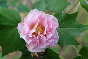 木芙蓉