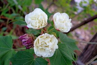 白色木芙蓉花