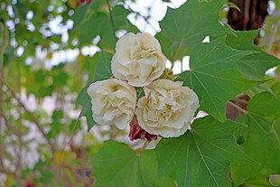 白色木芙蓉花