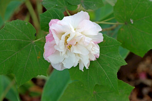白色木芙蓉花