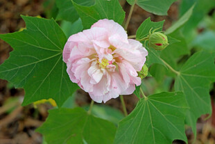 木芙蓉
