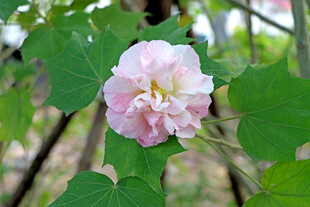 木芙蓉