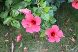 扶桑花