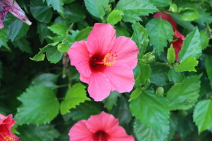 扶桑花