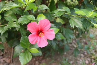 扶桑花