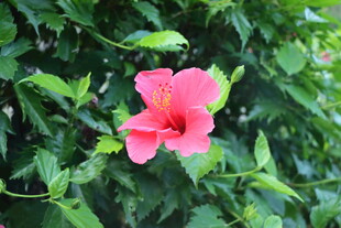 扶桑花