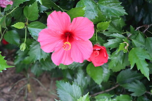 扶桑花