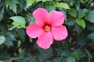 扶桑花