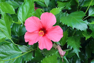 扶桑花