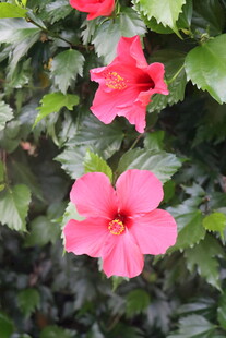 扶桑花